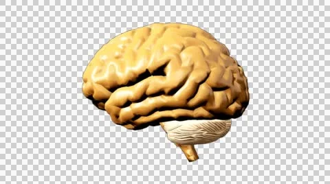 Human brain Stock Footage 48448881