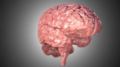 Human Brain Stock Footage 50540716