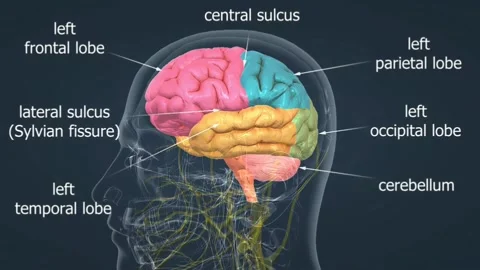 Human brain Stock Footage 263152553