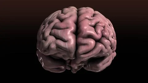 Human Brain Front Illustrazione stock
