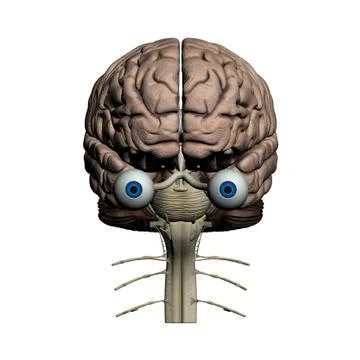 Human brain frontal view 스톡 일러스트