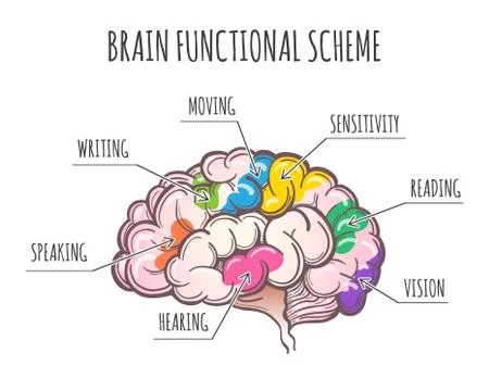 Human Brain Functional Scheme. Vector Illustration. Stock Illustration