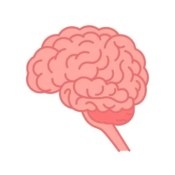 Human brain graphic illustration. Flat vector isolated. Stock Illustration