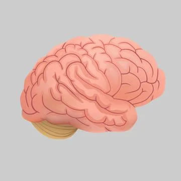 Human brain on a gray background. Stock Illustration