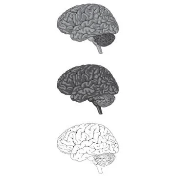 Human Brain Gray Stock Illustration