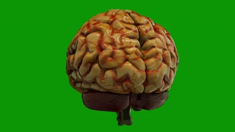 Human brain green screen image animated chromakey composition style Stock Footage 314068383