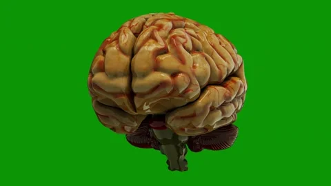 Human brain green screen image close up animated chromakey motion creative Stock Footage 314068384