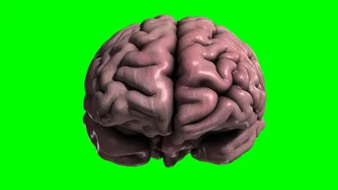 Human Brain - Greenscreen - Front Illustrazione stock