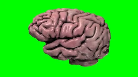 Human Brain - Greenscreen - Side Illustrazione stock