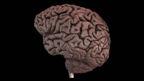 Human Brain HD Stock-Footage 133122049