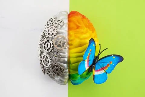 Human brain hemisphere representing logic and creativity 스톡 사진