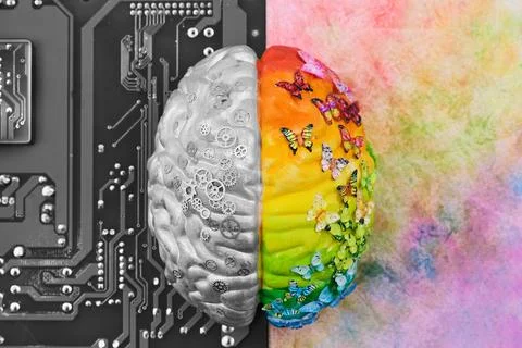 Human brain hemispheres representing logic and creativity concept Stock Photos