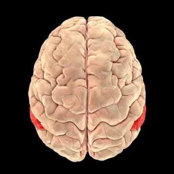 Human brain with highlighted angular gyrus Illustrazione stock