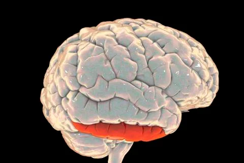 Human brain with highlighted inferior temporal gyrus 스톡 일러스트