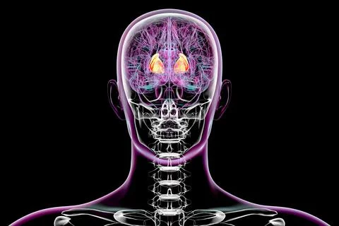 Human brain with highlighted internal capsule, 3D illustration Stock Illustration