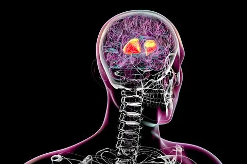 Human brain with highlighted internal capsule, 3D illustration Illustrazione stock