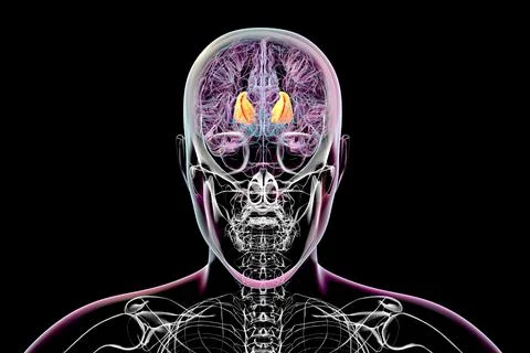 Human brain with highlighted internal capsule, 3D illustration Illustrazione stock