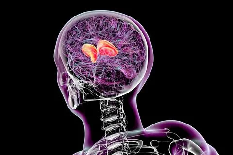 Human brain with highlighted internal capsule, 3D illustration Illustrazione stock