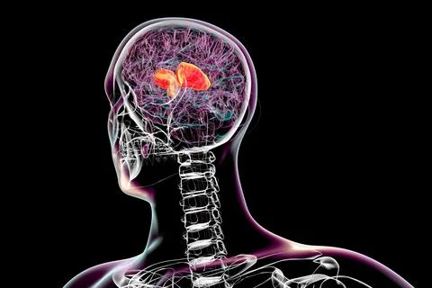 Human brain with highlighted internal capsule, 3D illustration Stock Illustration