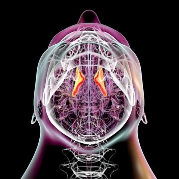 Human brain with highlighted internal capsule, 3D illustration Illustrazione stock