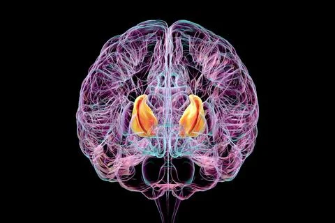 Human brain with highlighted internal capsule, 3D illustration Stock Illustration