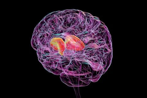 Human brain with highlighted internal capsule, 3D illustration Illustrazione stock