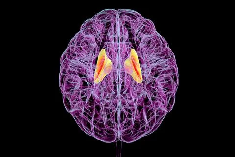 Human brain with highlighted internal capsule, 3D illustration Stock Illustration