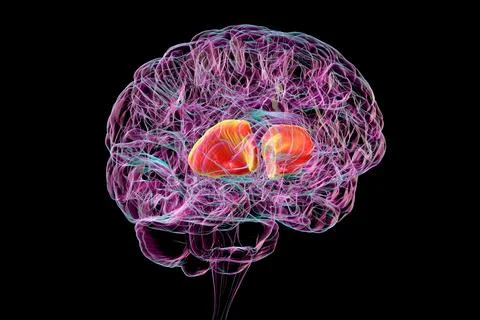 Human brain with highlighted internal capsule, 3D illustration イラスト素材