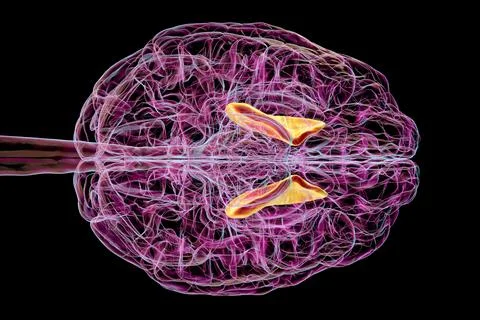 Human brain with highlighted internal capsule, 3D illustration Stock Illustration