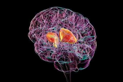 Human brain with highlighted internal capsule, 3D illustration イラスト素材