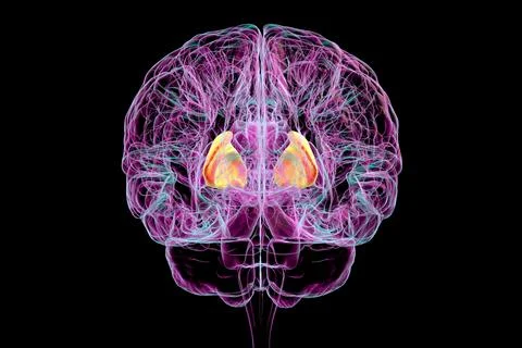 Human brain with highlighted internal capsule, 3D illustration Illustrazione stock