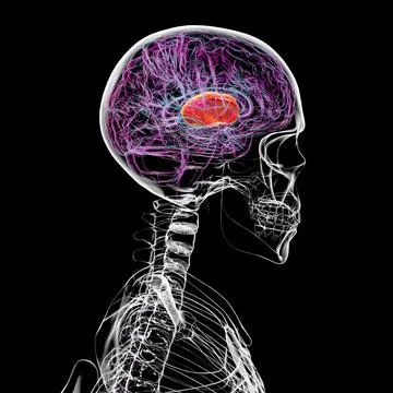 Human brain with highlighted internal capsule, 3D illustration Stock Illustration