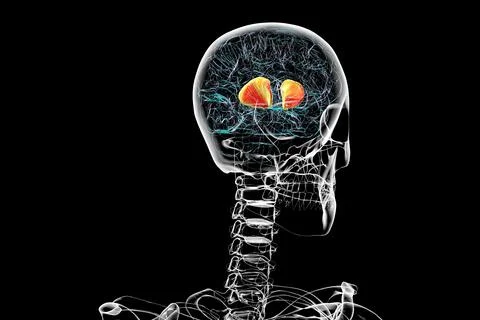 Human brain with highlighted internal capsule, 3D illustration Illustrazione stock