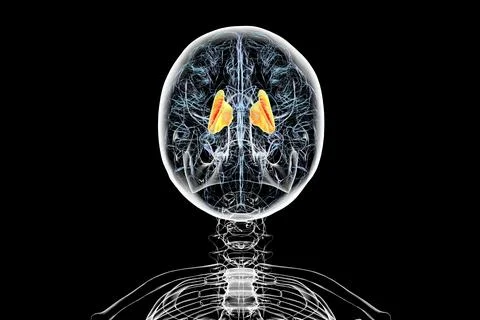 Human brain with highlighted internal capsule, 3D illustration Stock Illustration