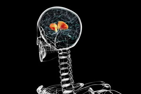 Human brain with highlighted internal capsule, 3D illustration Illustrazione stock