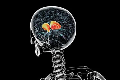 Human brain with highlighted internal capsule, 3D illustration Stock Illustration