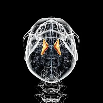 Human brain with highlighted internal capsule, 3D illustration Stock Illustration