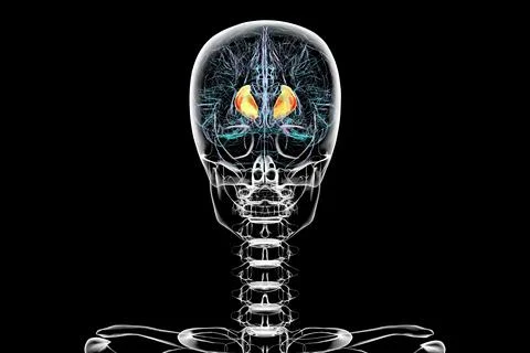 Human brain with highlighted internal capsule, 3D illustration Stock Illustration