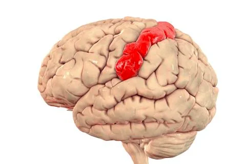 Human brain with highlighted postcentral gyrus Ilustración de archivo