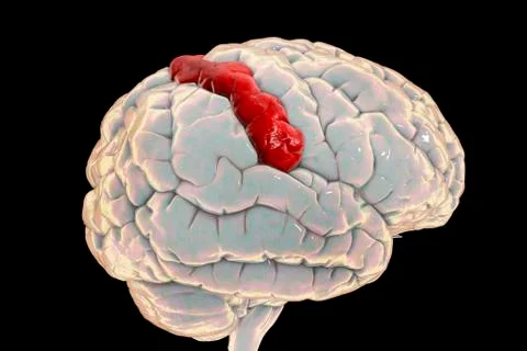 Human brain with highlighted postcentral gyrus 库存插图