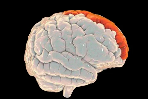 Human brain with highlighted superior frontal gyrus Stock Illustration