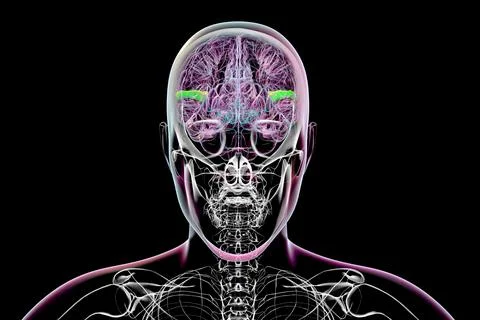 Human brain with highlighted transverse temporal gyri, 3D illustration Stock Illustration