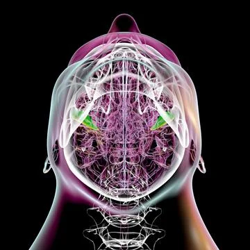 Human brain with highlighted transverse temporal gyri, 3D illustration Stock Illustration