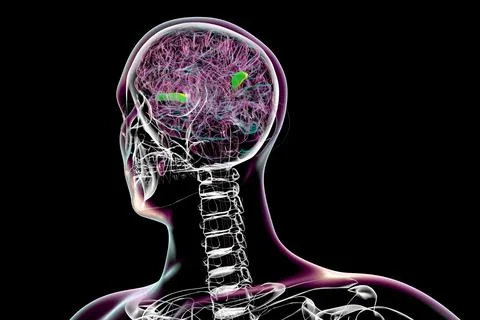 Human brain with highlighted transverse temporal gyri, 3D illustration Stock Illustration