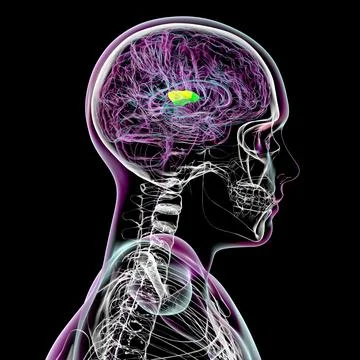 Human brain with highlighted transverse temporal gyri, 3D illustration Stock Illustration