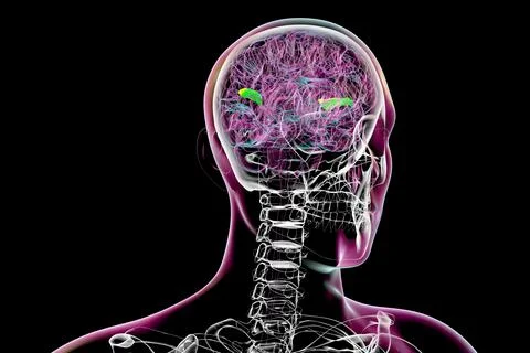 Human brain with highlighted transverse temporal gyri, 3D illustration Ilustración de archivo