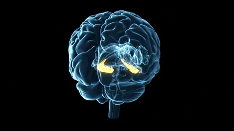 Human brain hippocampus, animation Stock Footage 295176744