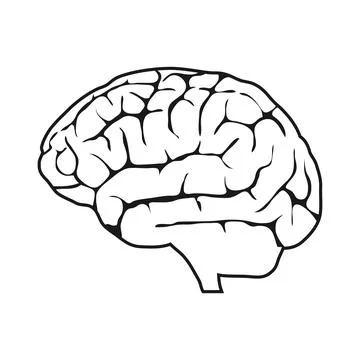 Human brain, human brain icon with convolutions on a white background. Stock Illustration