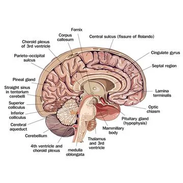 Human brain icon イラスト素材