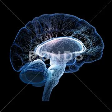 Human brain illustrated with interconnected small nerves Stock Illustration